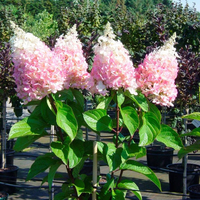 

Саженцы Гортензии метельчатой Пинки Винки (Hydrangea paniculata Pinky Winky)