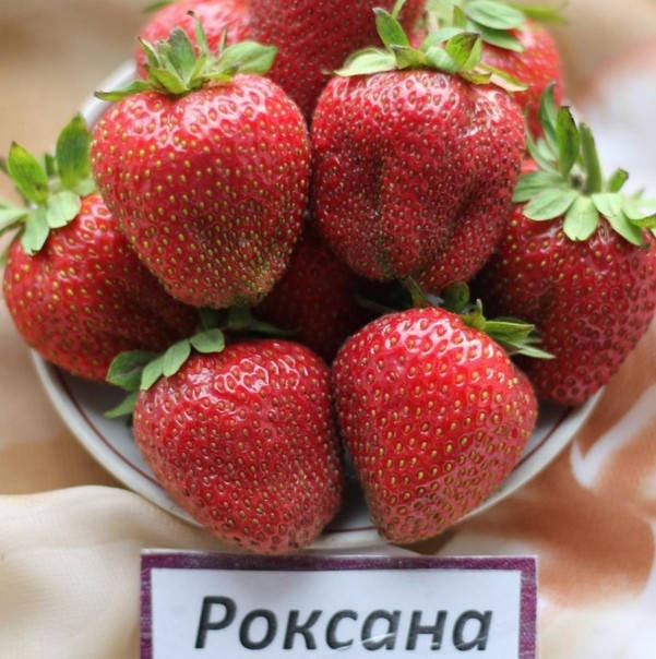 

Клубника Роксана