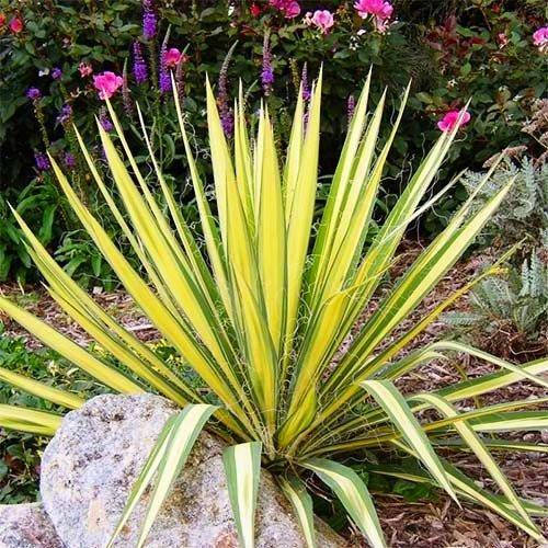

Юкка Color Guard (саженцы)