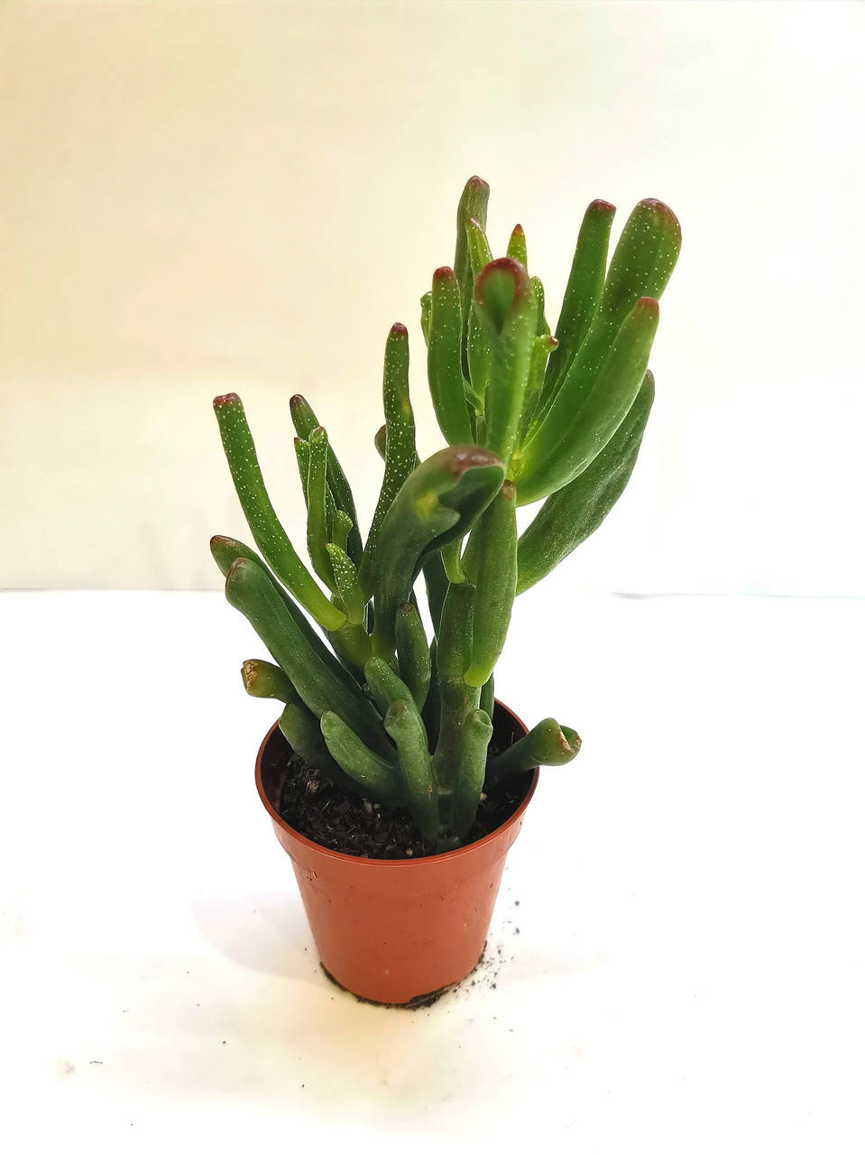 

Крассула Crassula Coral Суккулент Комнатное растение