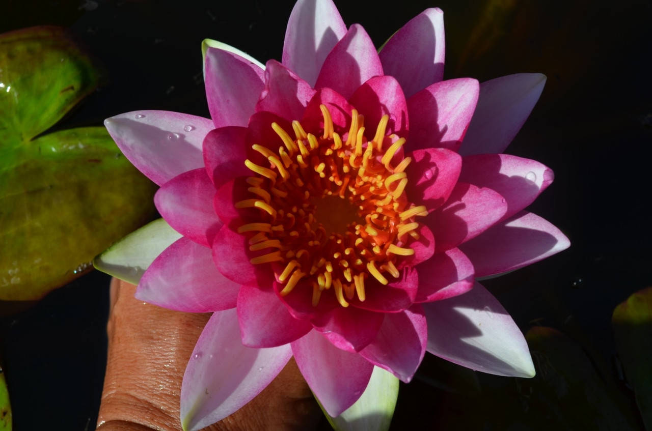 

Нимфея «Attraction» красная