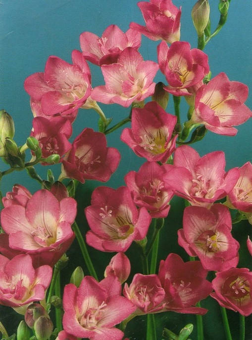 

Фрезия простая Rose / Розовая / 5 луковиц/уп.