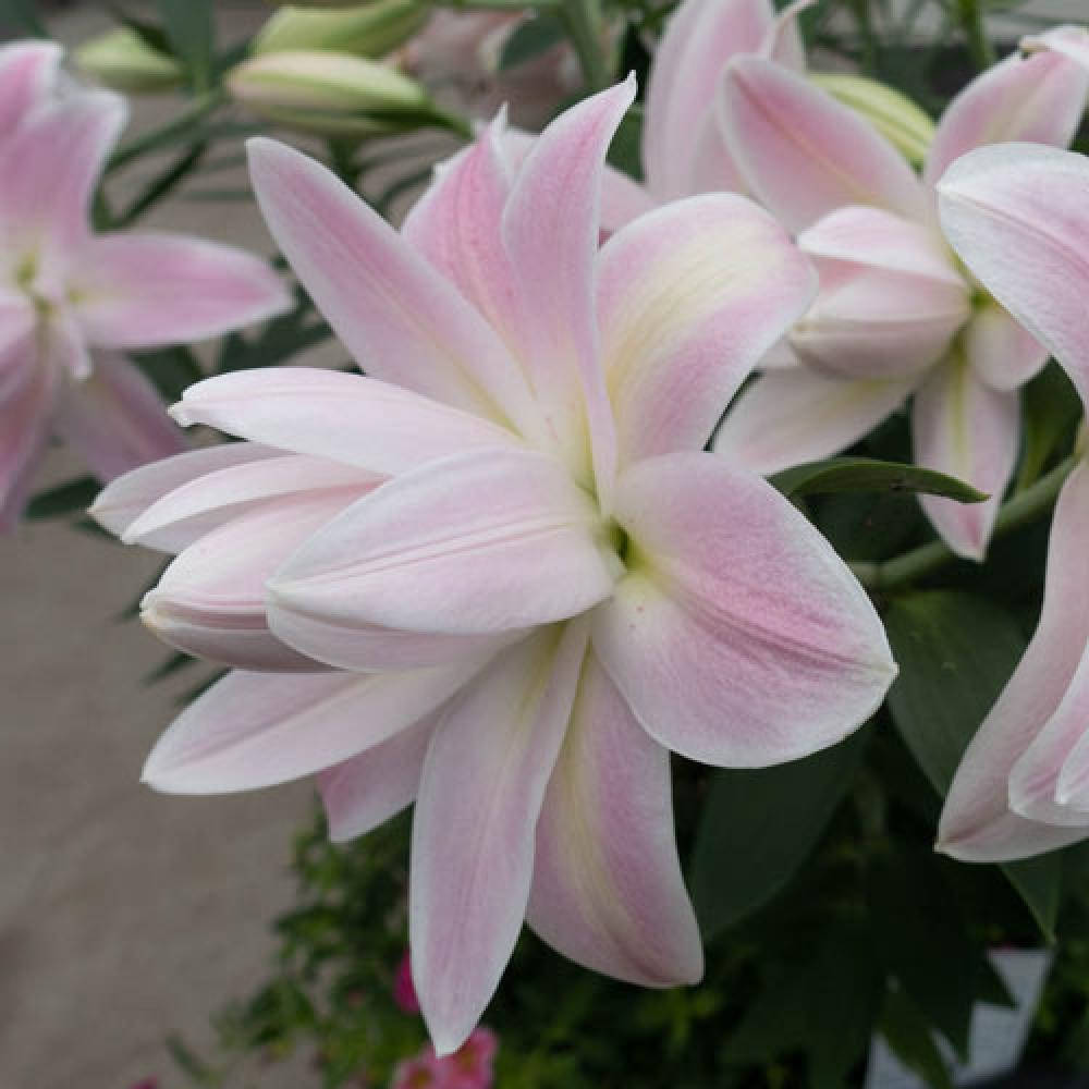 

Лилия Lotus Queen14/16, Розовый