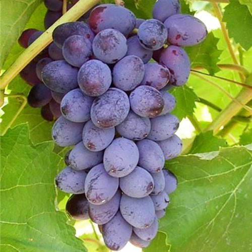 

Виноград Кишмиш Юпитер (саженцы)