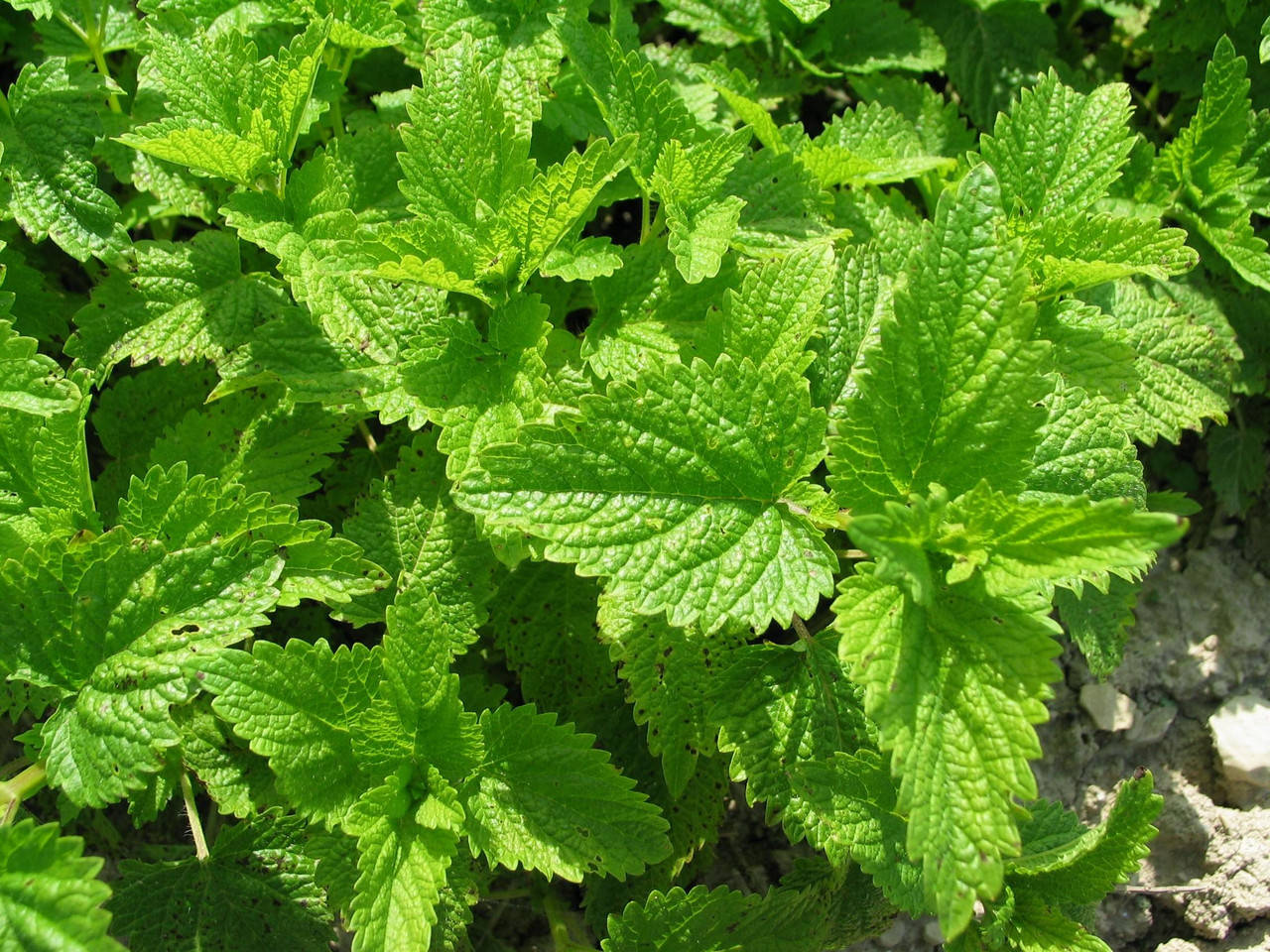 

Экстракт милисса-30 мл