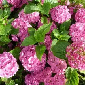 

Гортензия "БАЛМЕР" крупнолистная (Hydrangea macrophylla `Endless Summer Bailmer`) / Саженцы