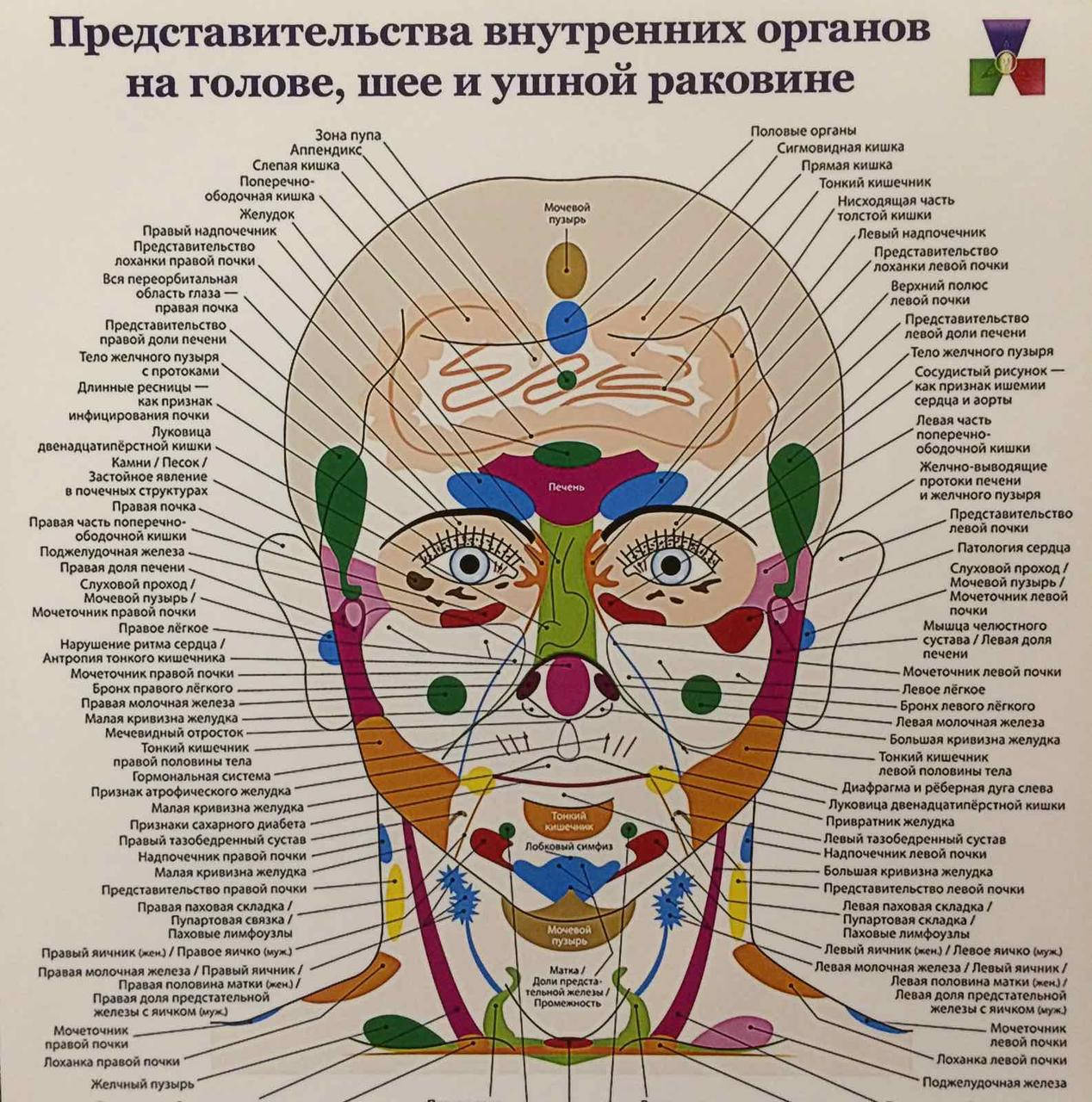 

Представительство внутренних органов на лице