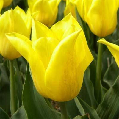 

Тюльпан Bolroyal Honey (луковицы) 3 шт