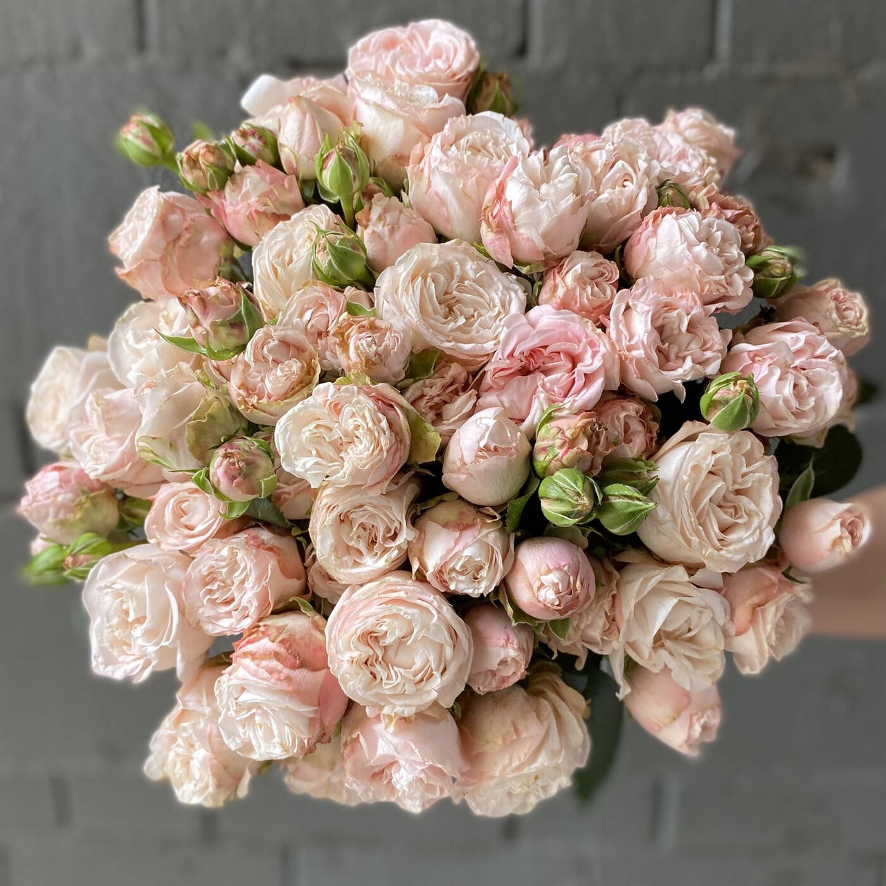 

Мисс Бомбастик (Miss Bombastic)