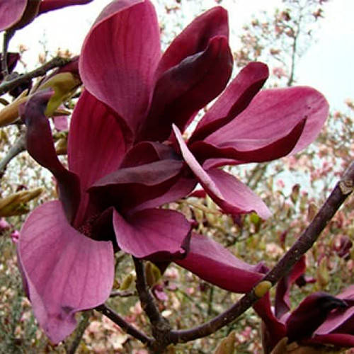 

МАГНОЛИЯ НИГРА