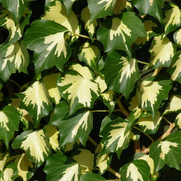 

Саженцы Плюща обыкновенного Гольдхарт (Hedera helix Goldheart)