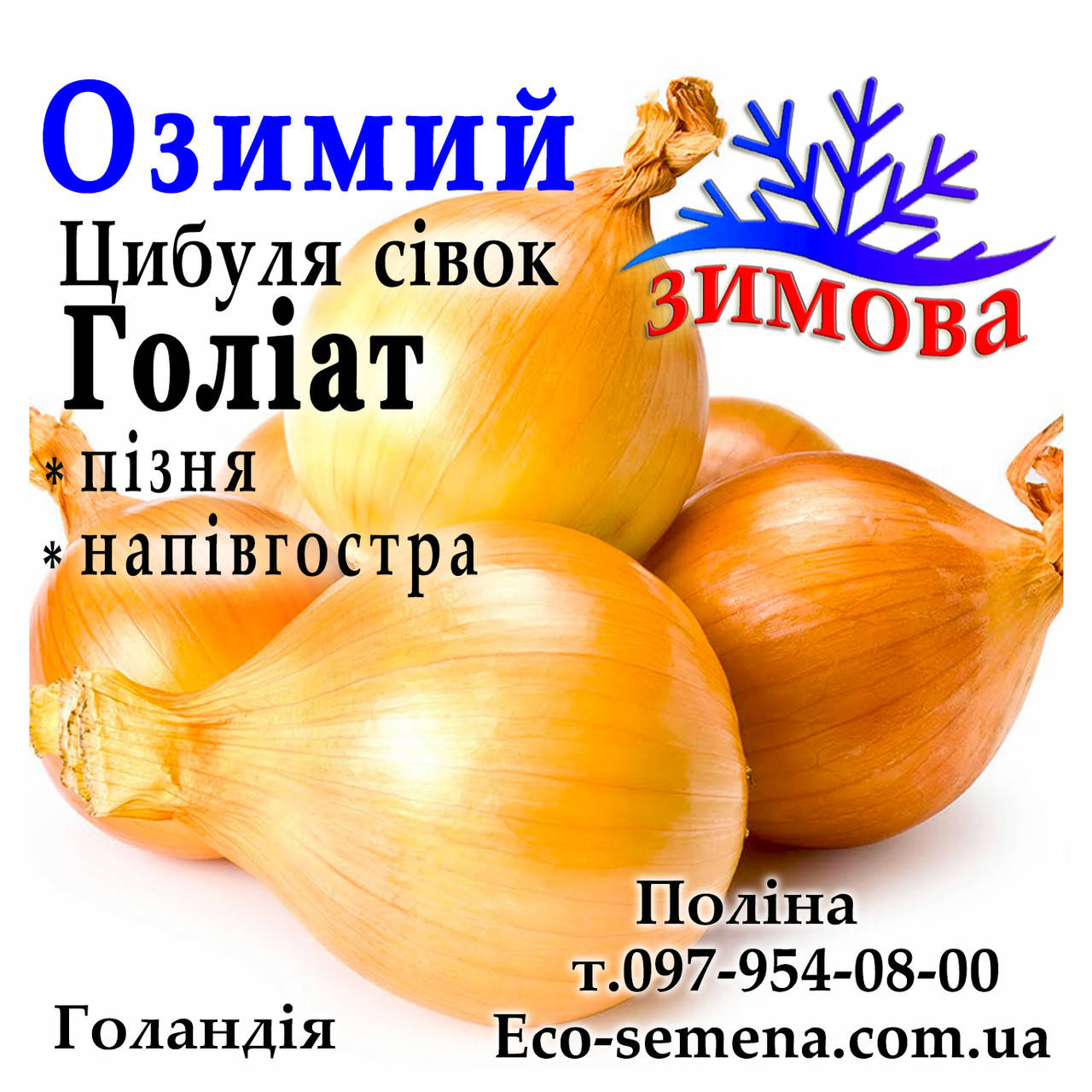 

Лук - севок озимый Голиат (Goliat), Голландия, 1 кг
