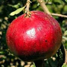 

Гранат «Ак-Дона Крымская»