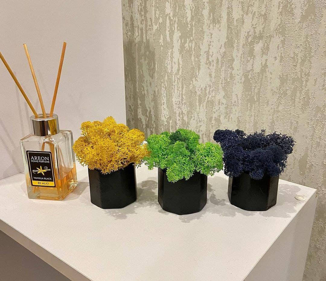 

Кашпо из бетона со стабилизированным мхом 5х7см декор для дома и офиса / оригинальный подарок Кашпо с мхом