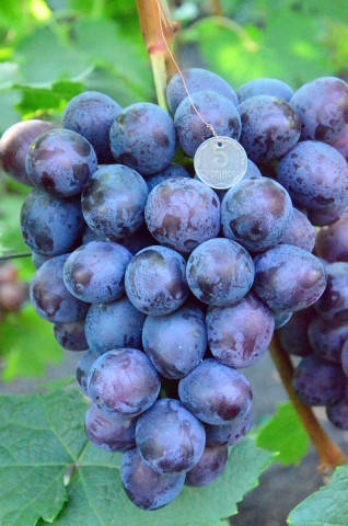 

Виноград ПОСЛАННИК (саженцы привитые)