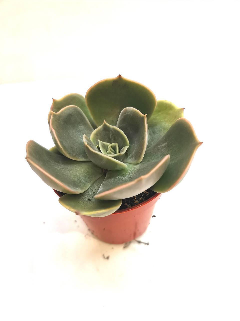 

Ехеверия Echeveria Суккулент Комнатное растение