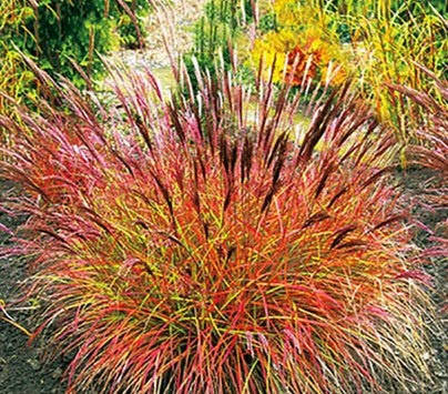 

Мискантус китайский Red Chief (Ред Чиф), Miscanthus sinensis Red Chief.Мискантус Red Chief 2х летка