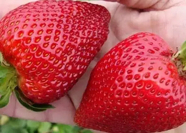 

Клубника "ГИГАНТЕЛЛА" / Саженцы / Премиум Качество (ЗАКАНЧИВАЕТСЯ)