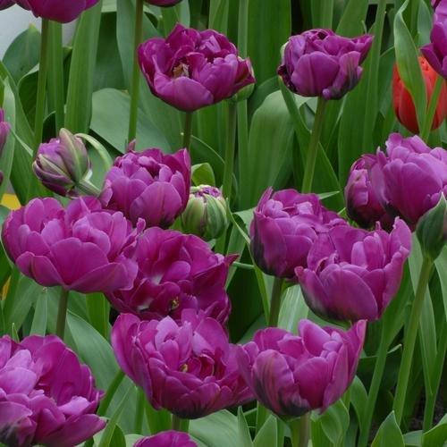 

Тюльпан Purple Peony (луковицы) 4шт