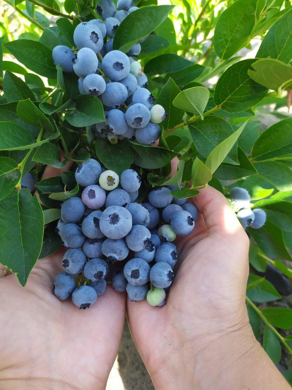 

БлуГолд голубика саженцы 3хлетние (в конт.4л)