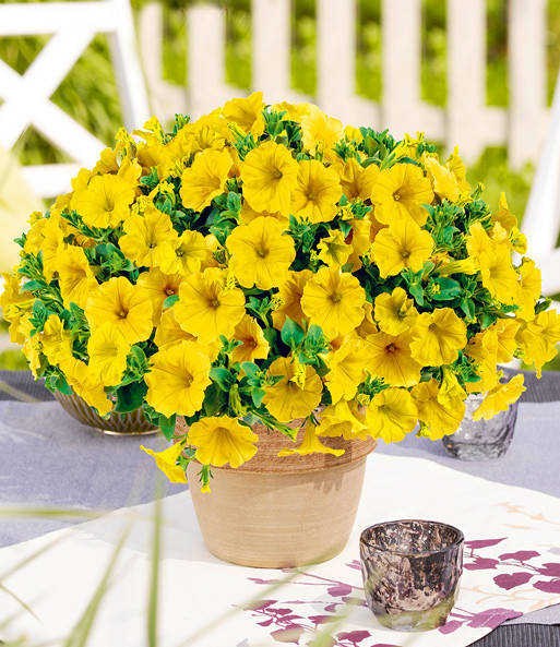 

Петхоа Beautical Yellow Sun в горшке 300 мл