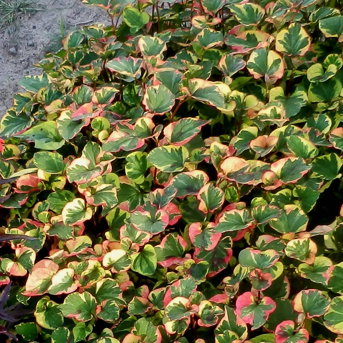 

Хоутюйния сердцевидная Хамелеон - Houttuynia cordata Chameleon