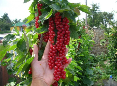 

Саженцы красной смородины Джонкер ван Тетс 2 летние, полуупакованные