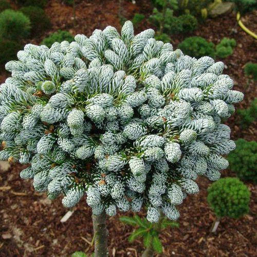 

Пихта корейская Айсбрекен