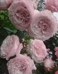 

Троянда флорибунда Розенфасцинейшн Кордеса