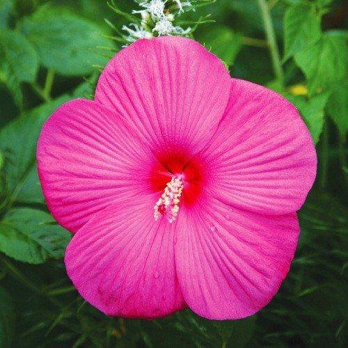 

Гибискус садовый Jazzberry Jam (саженцы)