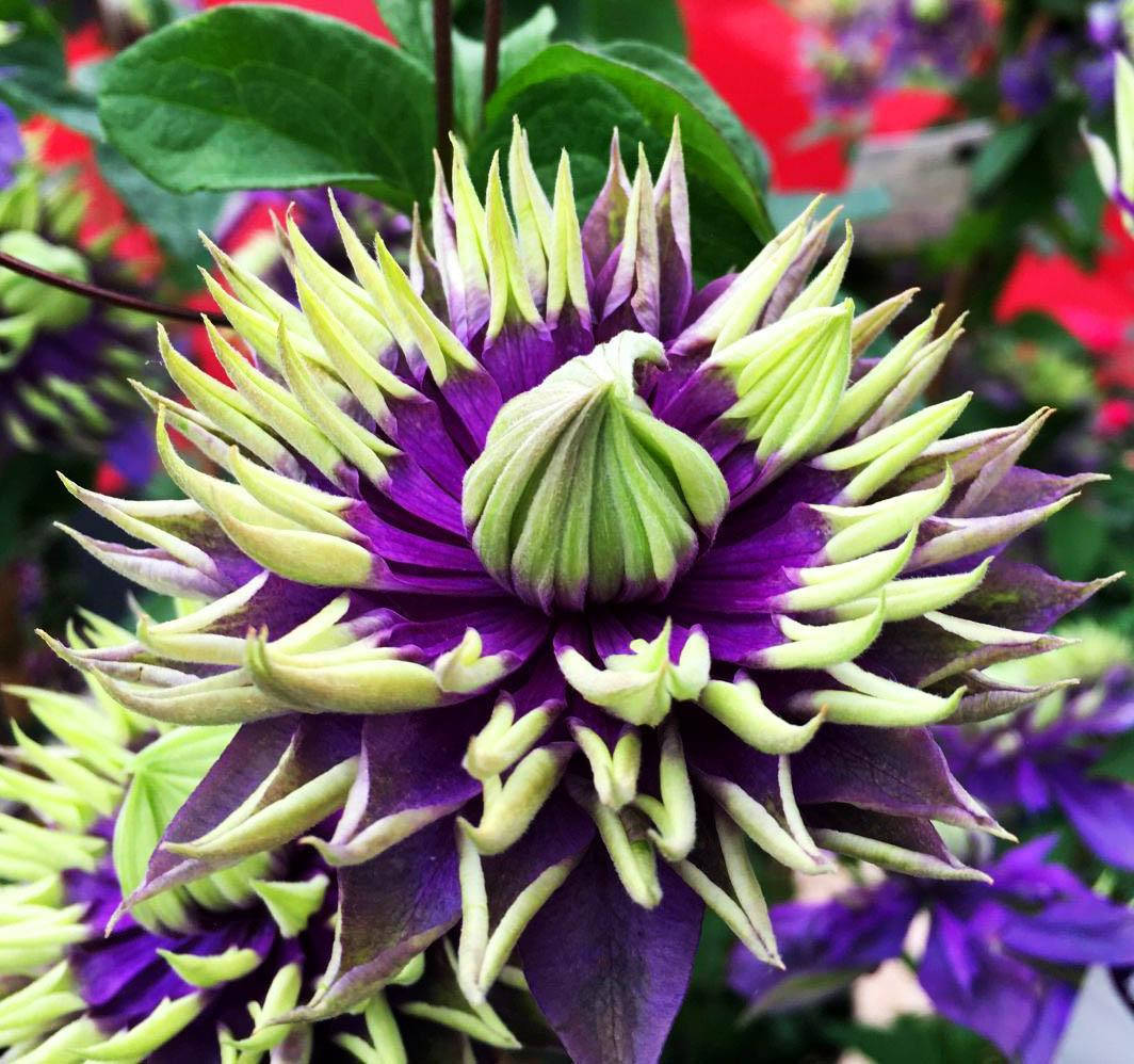 

Клематис Tayga (Тайга)