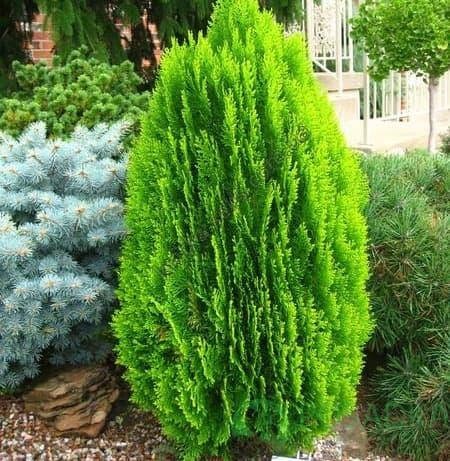 

Туя восточная Морган,Thuja orientalis Morgan
