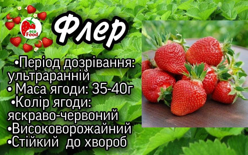 

Сорт Флер