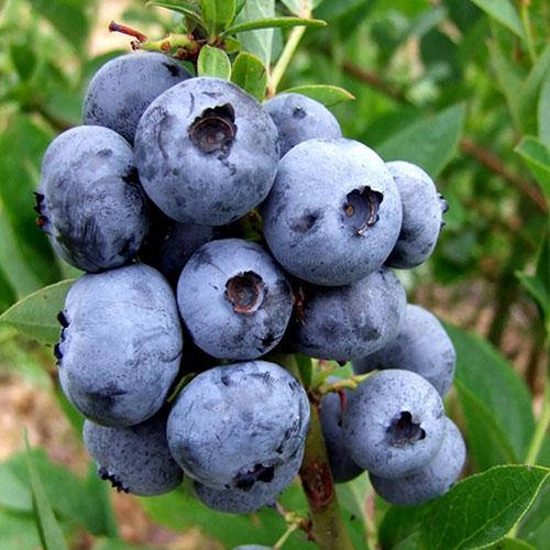 

Голубика "Чандлер", 1-летняя в конт. р9