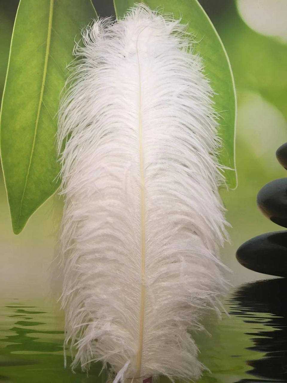 

Перо страуса 70-75см (белый)