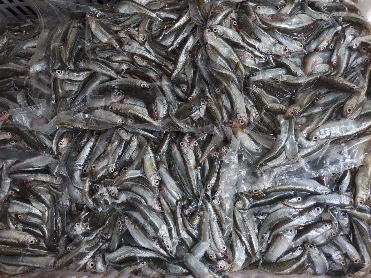 

Ферина черноморская розница 1кг вакуум (атерина черноморская), с/м, размер 6-8см