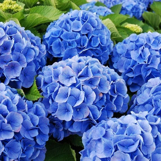 

Гортензия крупнолистная Боденси / Р12 / Hydrangea Bodensee