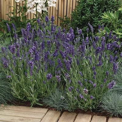 

Лаванда Ellagance Purple (саженцы)