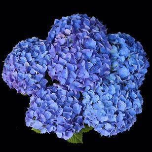 

Гортензия крупнолиста jip blue