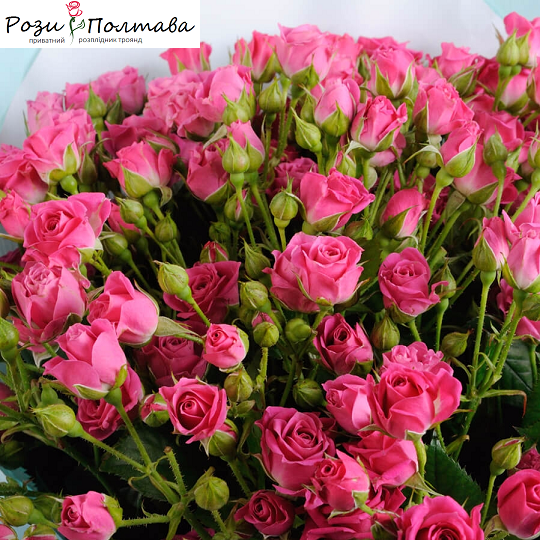 

Ловели Лидия (Lovely Lydia)