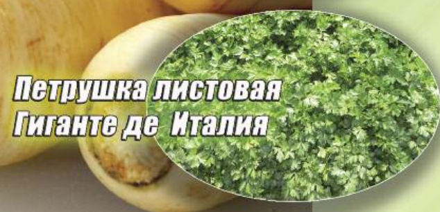 

Семена петрушки Гиганте де Италия 0,1 кг Agri Saaten