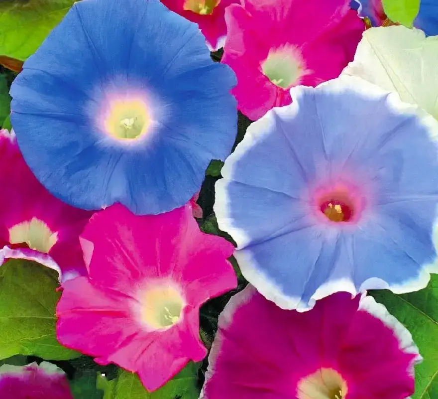 

Іпомея Мереживо (Фасовка: 0,5 г; Колір: суміш)