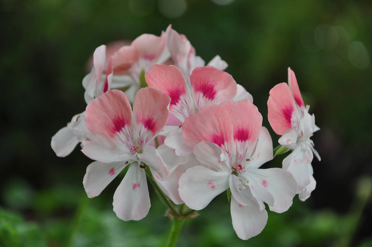 

Пеларгония "Pelargongaragets Zonartic Penny" (№167)