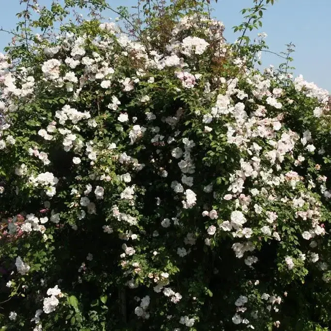 

Роза плетистая "ВЕНУСТА ПЕНДУЛА" ('Venusta Pendula')