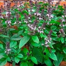 

Базилик анисовый (семена)