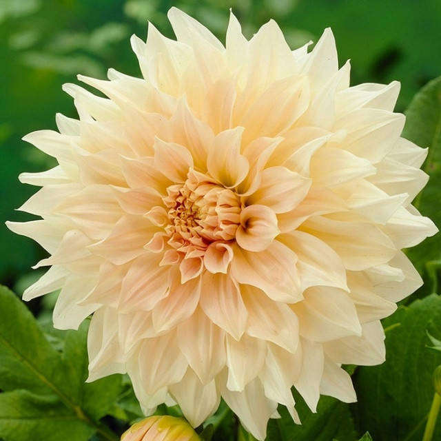 

Георгина гигантская Cafe Au Lait