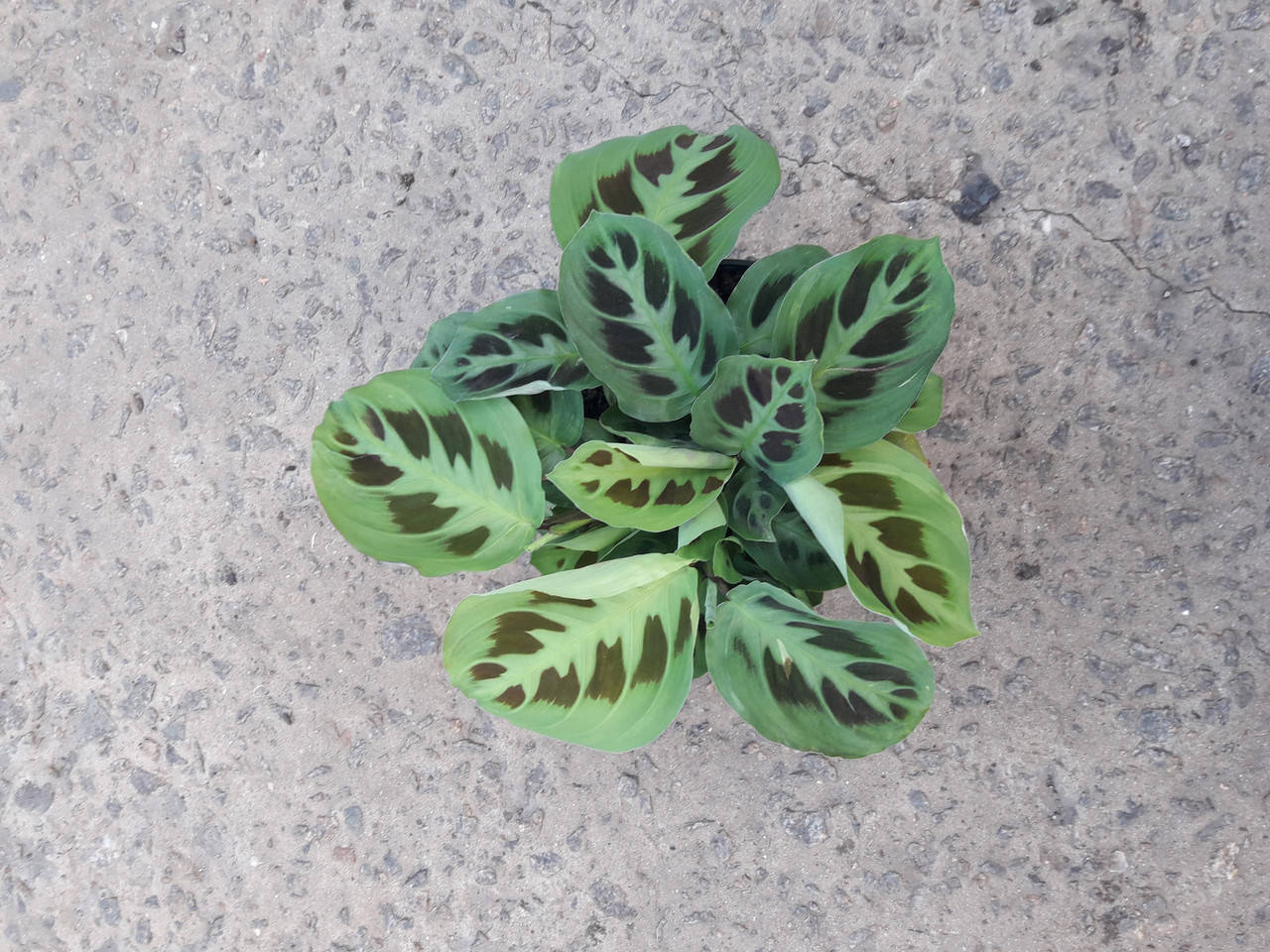 

Комнатные растения. Маранта Керховена