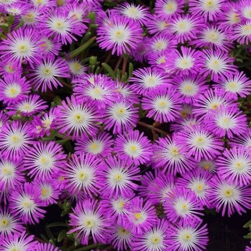 

Делосперма флорибунда "Stardust" Стардаст (закрытый корень)