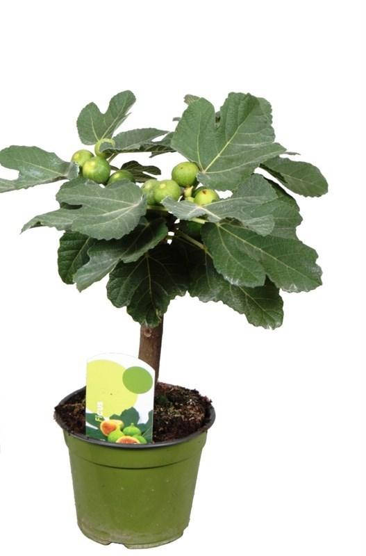 

Инжир Тропиканка "Медовый" 50-80 см саженец