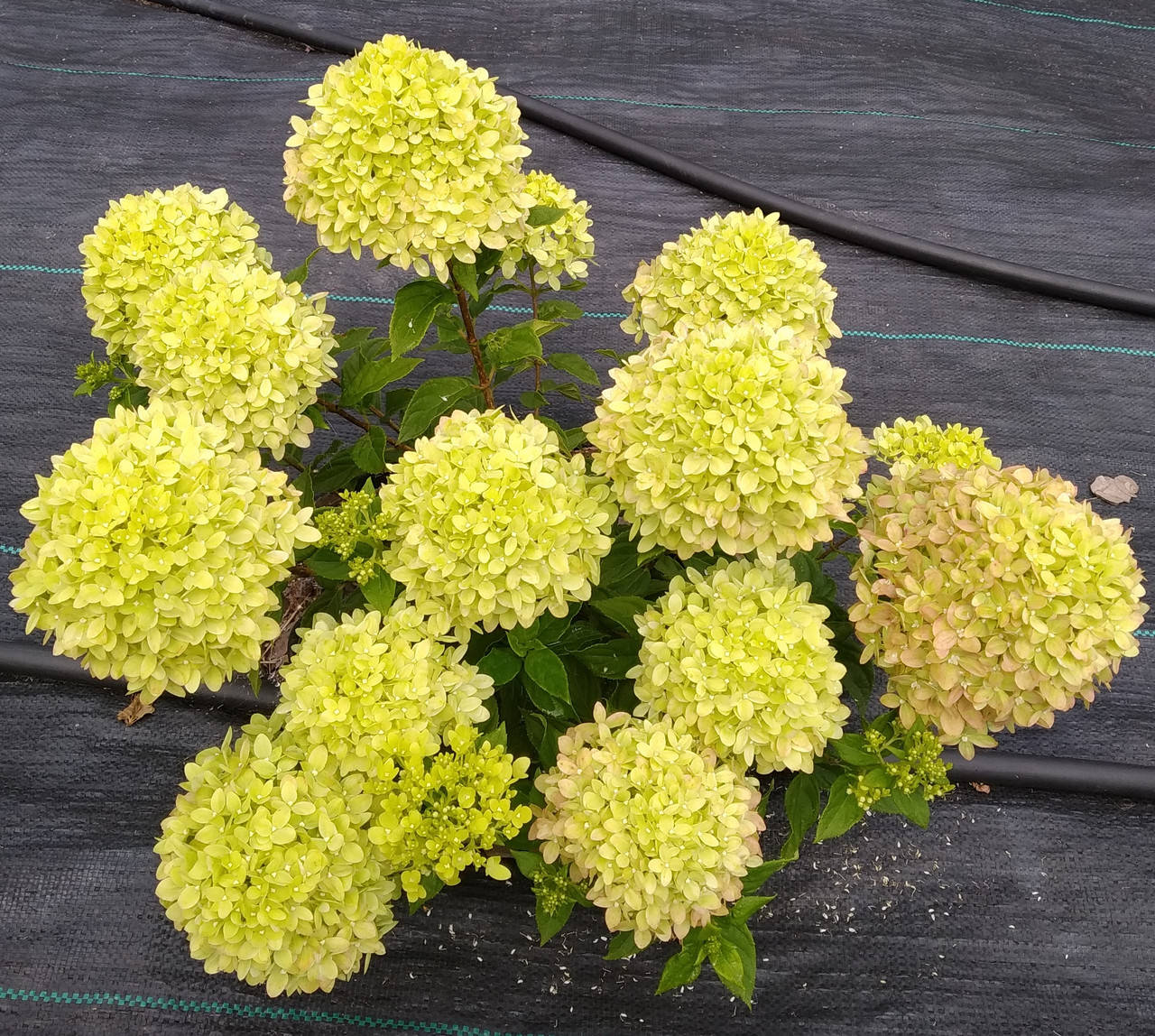 

Гортензия метельчатая Литтл Лайм, С3 / Hydrangea paniculata Little Lime, Jane
